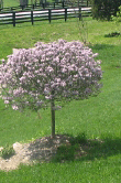 IMG_000333797_Copy341834188.gif