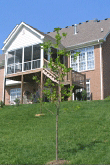 IMG_000533795_Copy341934190.gif
